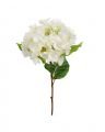 Hydrangea Cut Flower White