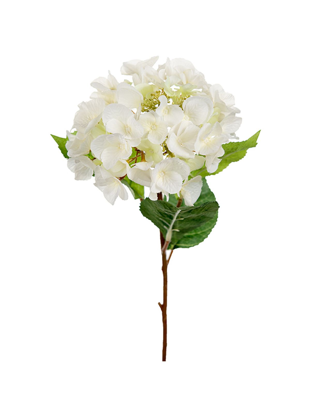 Hortensia – afskåret blomst i hvid