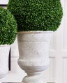 Boxwood Potted Plant