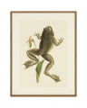 Big Jumping Frog