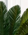Cycas palmeblad grønne