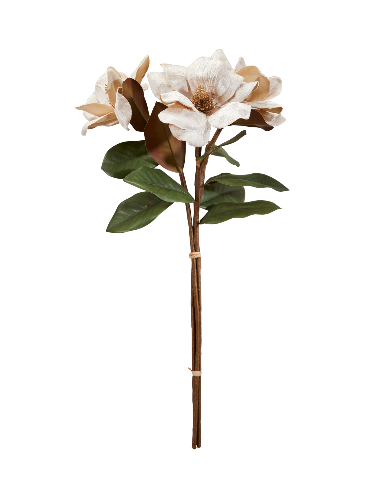 Magnolia snitblomst champagne 3-pak