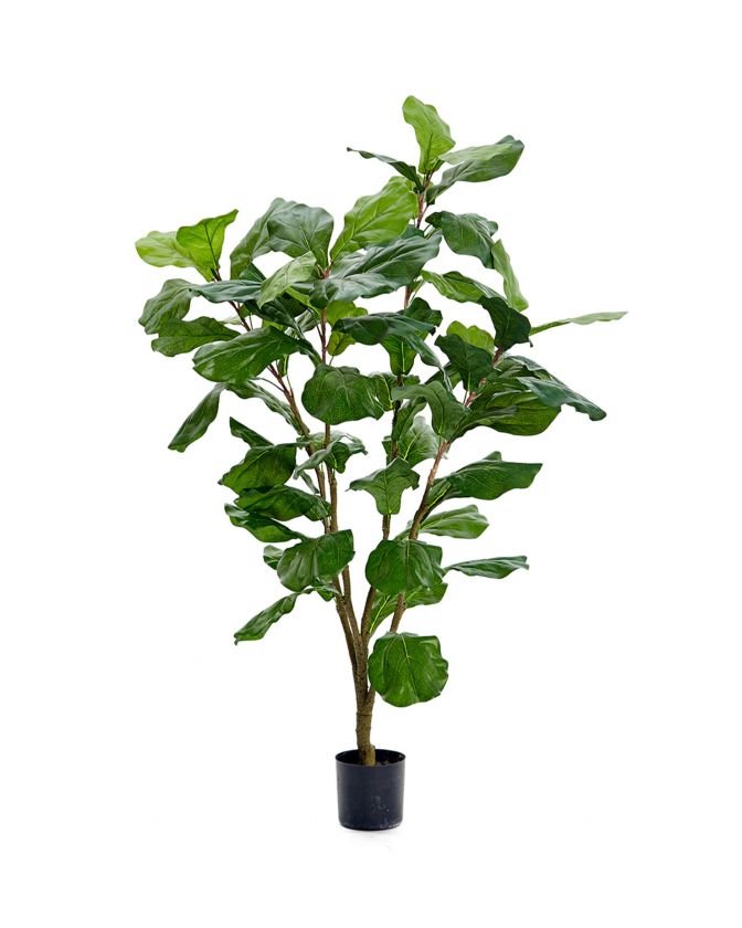 Fiddle ficus potted plant green