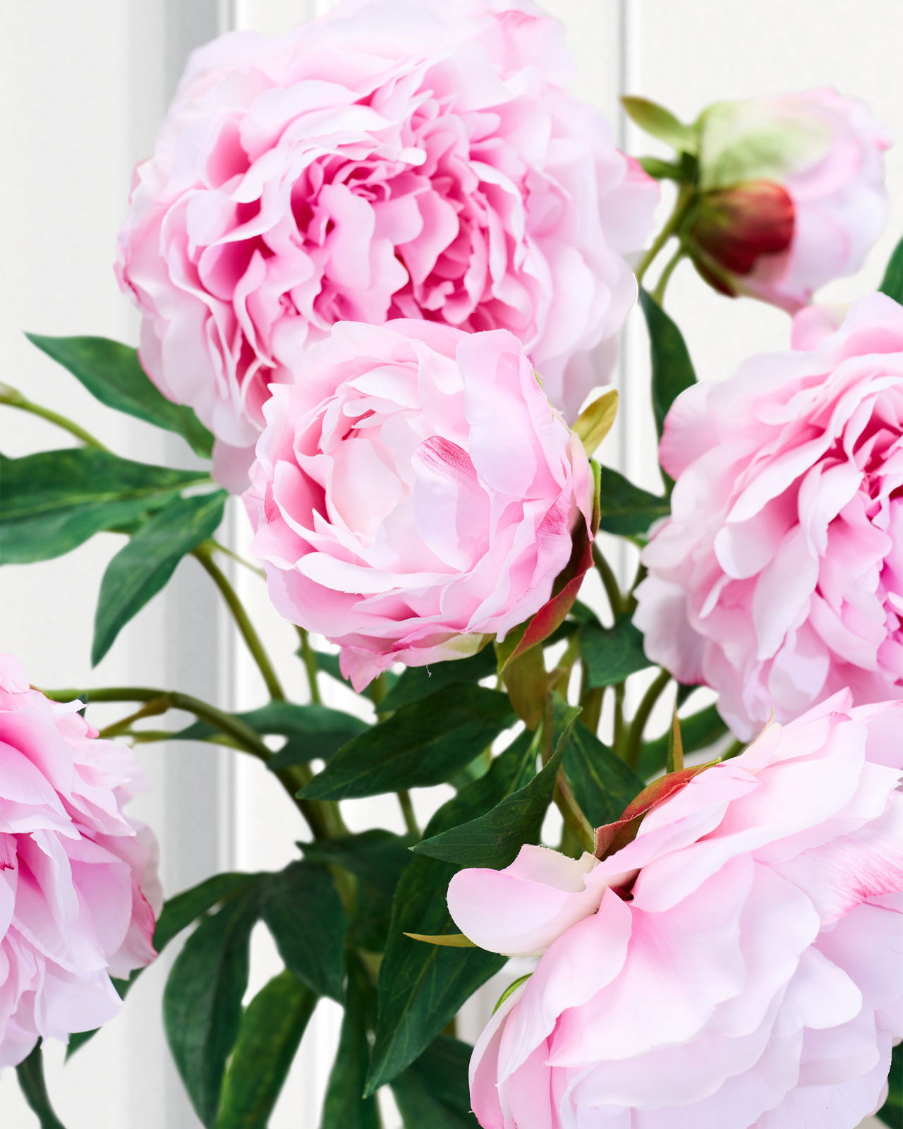 Pæon snitblomst rosa