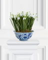 Snowdrop Potted Plant White