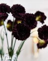 Carnation Cut Flower Wine Red