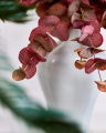 Eucalyptus Cut Flower Red