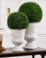 Boxwood Potted Plant Green