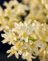 Hyacinth Cut Flower White