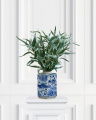 Eucalyptus afskåret blomst grøn