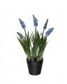 Parelhyacint potplant blauw