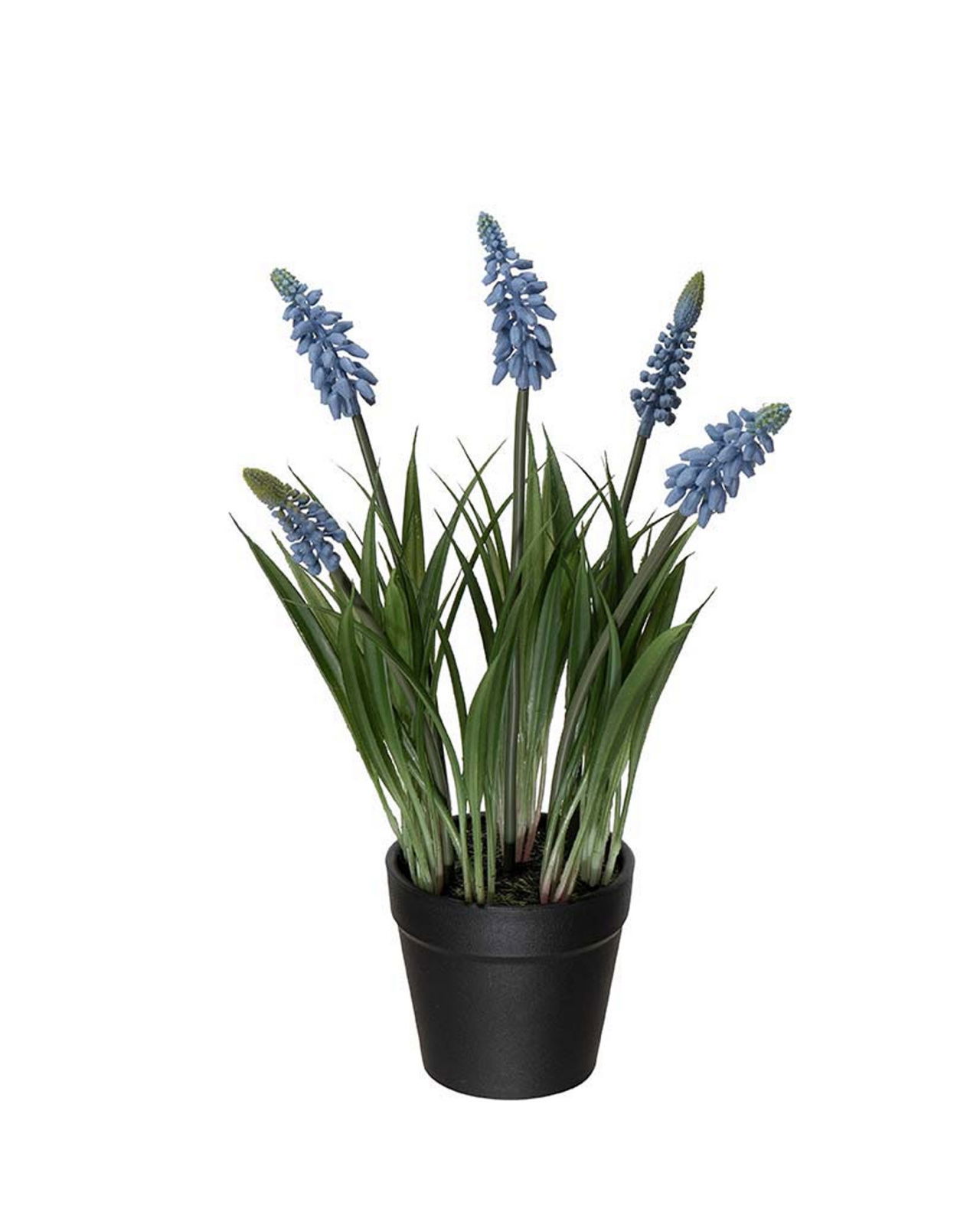 Parelhyacint potplant blauw