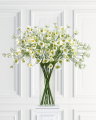 Cosmos Cut Flower White