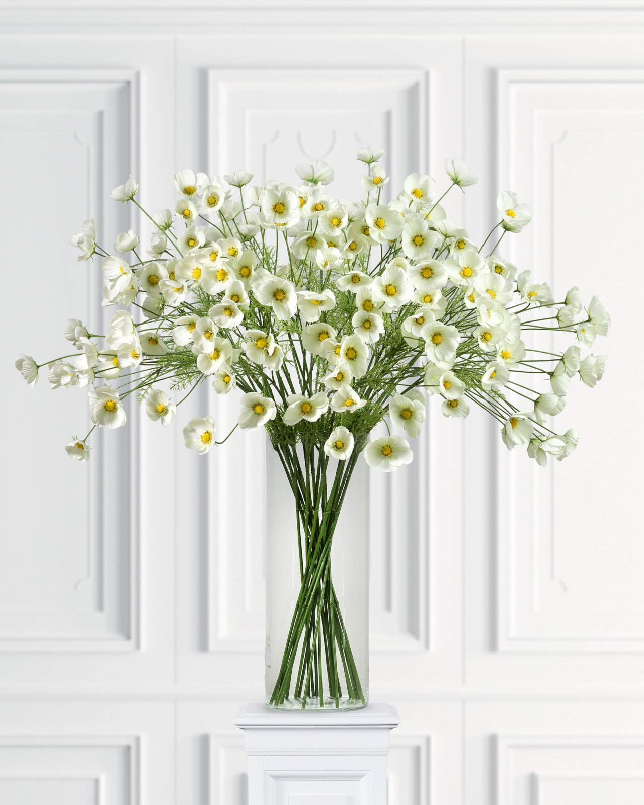 Cosmos Cut Flower White