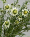 Scabiosa Cut Flower White