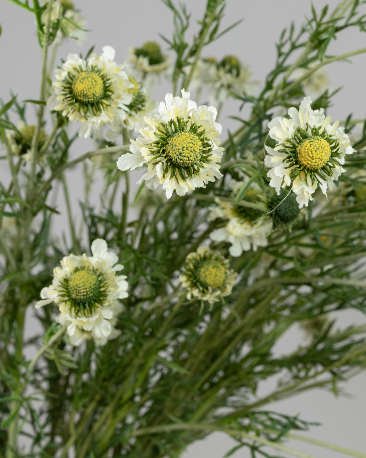 Scabiosa Cut Flower White