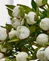 Pæon – afskåret blomst i hvid