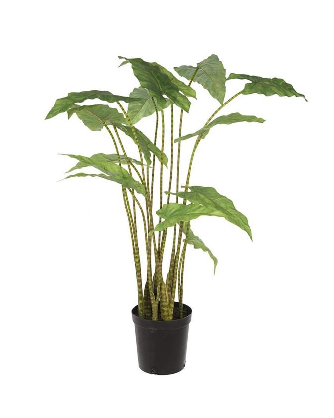 Alocasia Zebrina Potted Plant Green