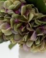 Hortensia snittblomma grön