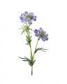 Scabiosa – afskåret blomst blå