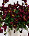 Christmas Rose Cut Flower Burgundy