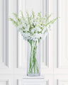 Delphinium Cut Flower White