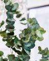 Eucalyptus Cut Flower Green