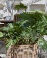Philodendron Potted Plant Green