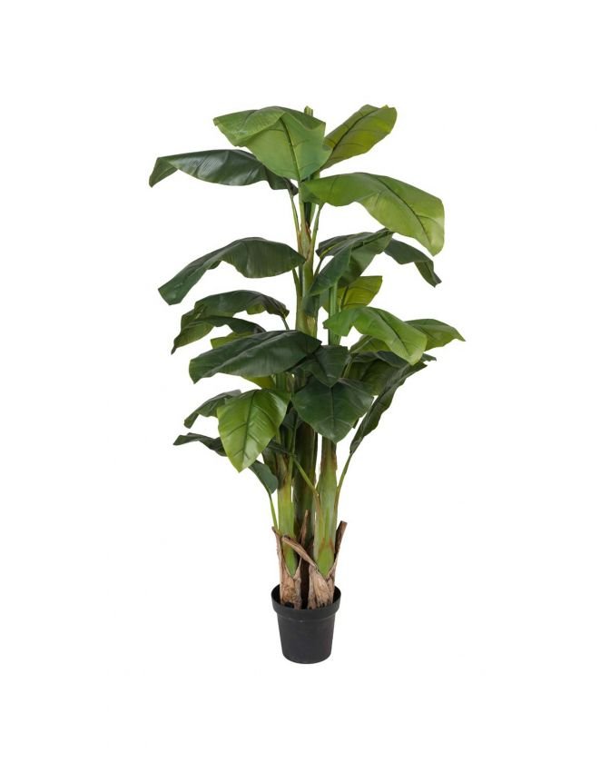 Banana potted plant