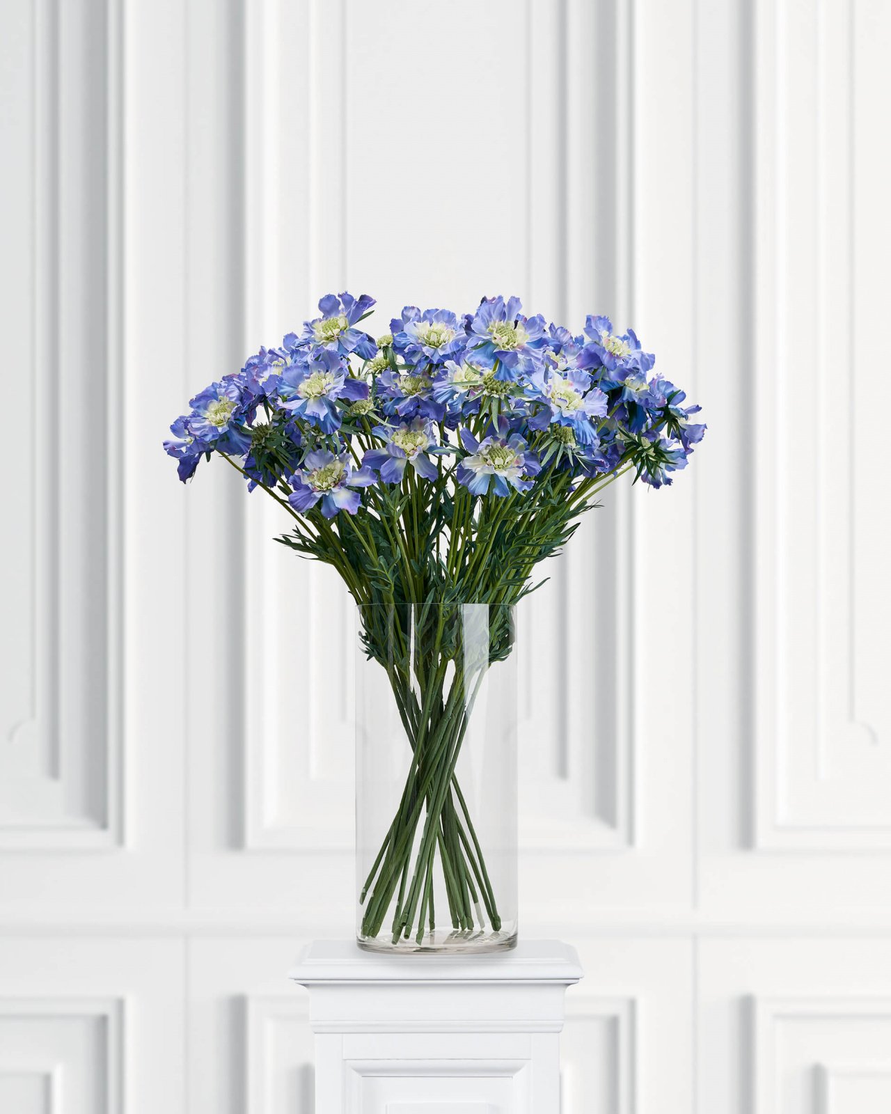 Scabiosa – afskåret blomst blå