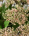 Berry Branch Cut Flower Dark Pink
