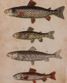 Linden art print, fish