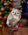 Minerva Owl Christmas Decoration Brown/White