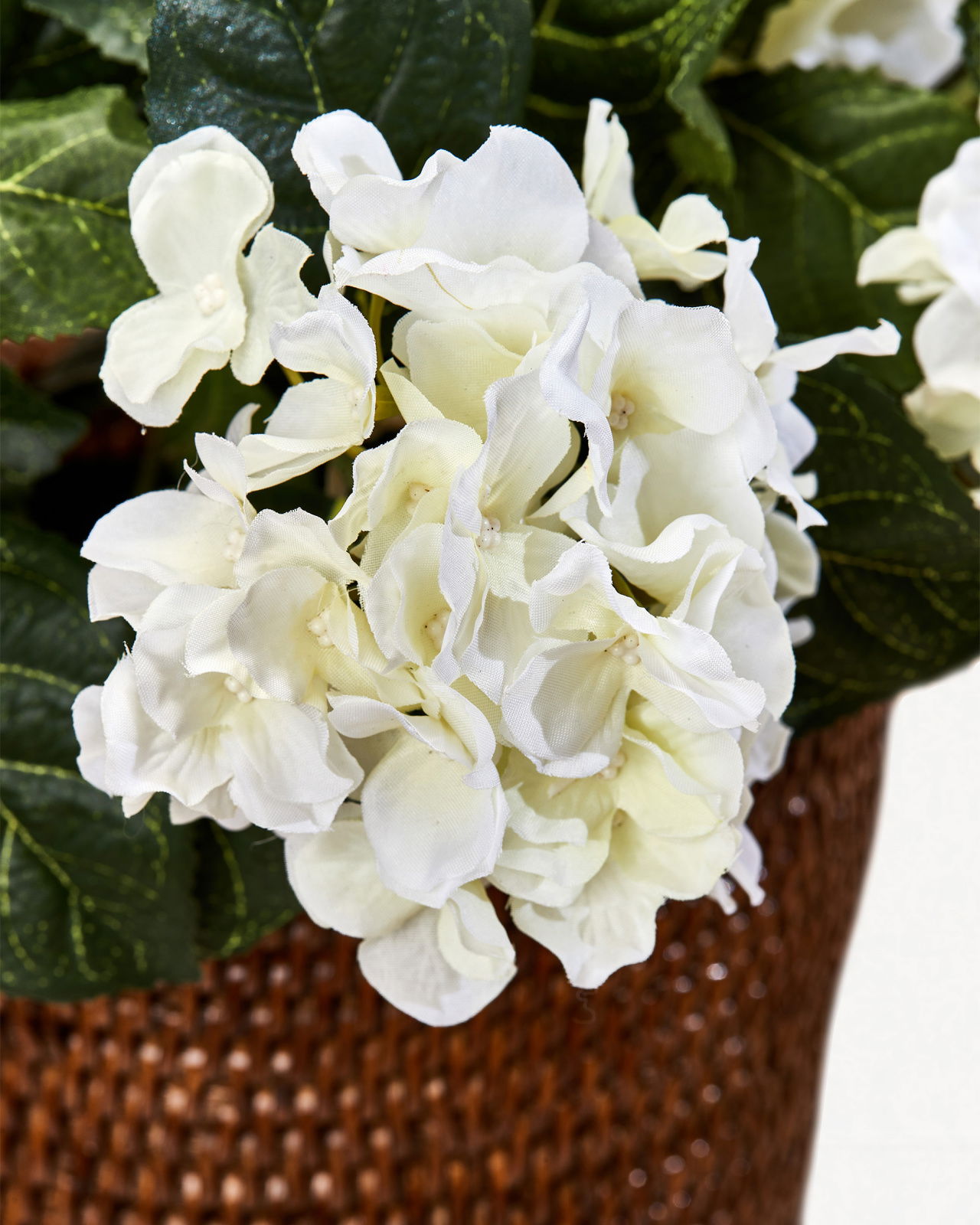 Hydrangea potted plant white