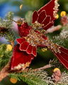 Lancaster Hummingbird Ornament Red