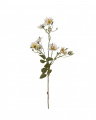 Japanese climbing rose cut flower white