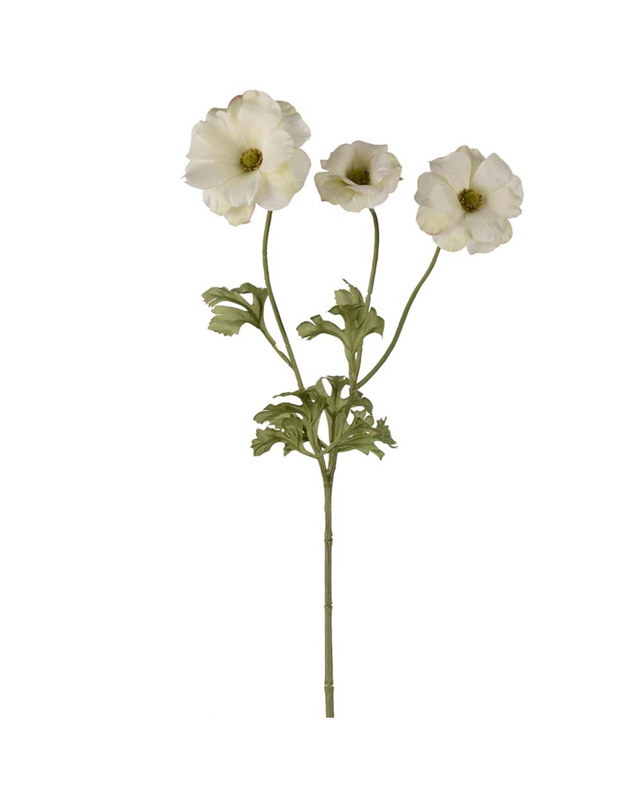 Vlinderranonkel snijbloem groen