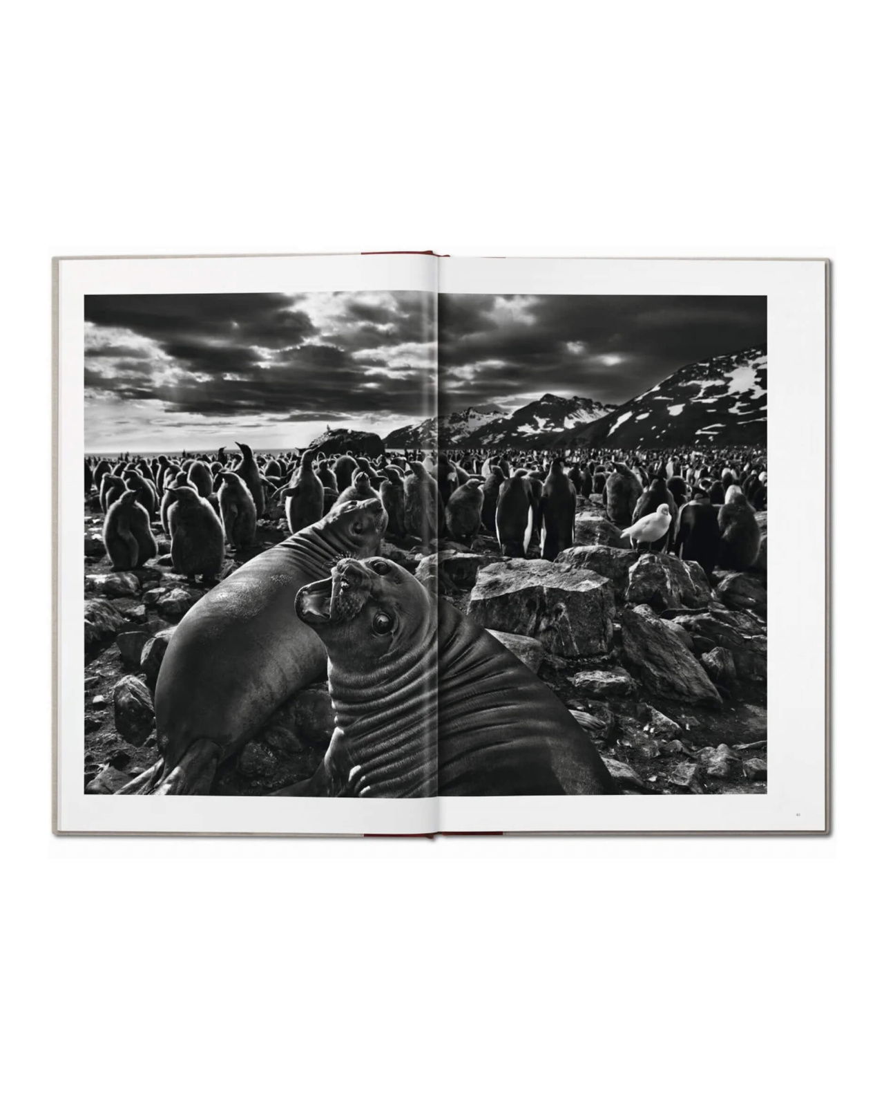 Sebastião Salgado Genesis SUMO