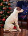 Jack Russell Doorstop Off-white