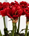 Amaryllis Kunstpflanze rot