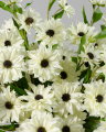 Rudbeckia Cut Flower White
