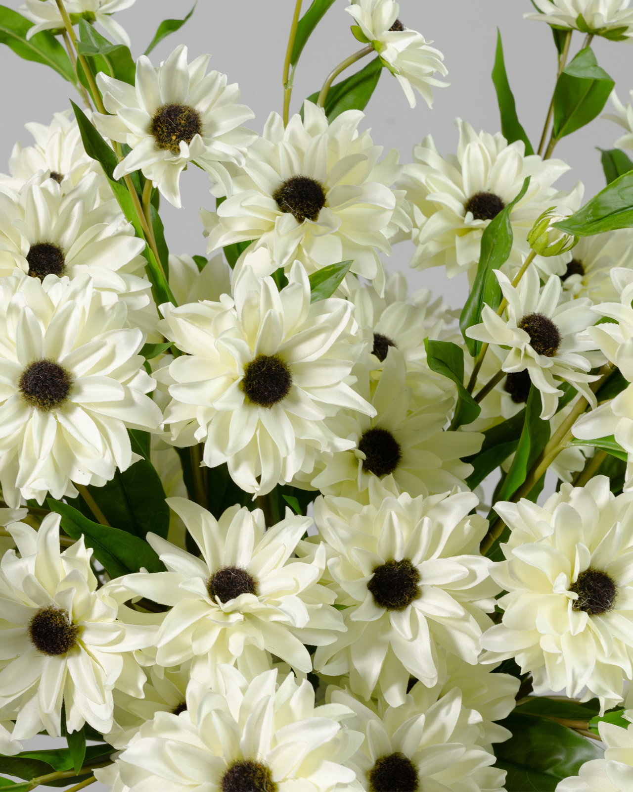 Rudbeckia Cut Flower White