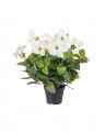Petunia Potted Plant White