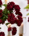 Chrysanthemum Cut Flower Red