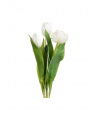 Tulip Cut Flower White