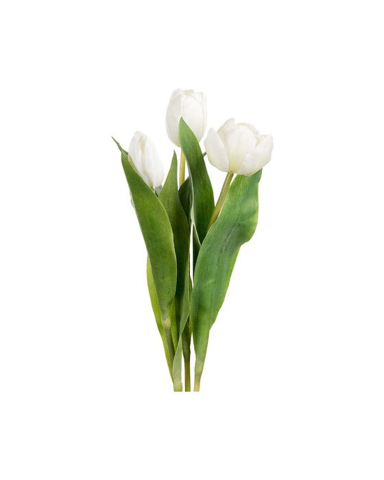 Tulip Cut Flower White