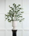 Eucalyptus Potted Plant