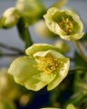 Kerstroos snijbloem groen