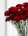Carnation cut flower red