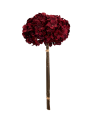 Hortensia snitblomst rød 5-pak